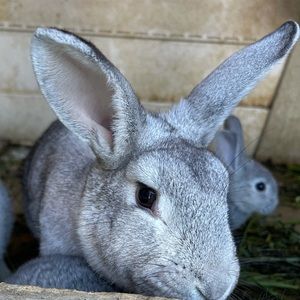 Meet your Posher, Geraldine